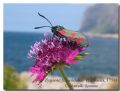 Zygaena filipendulae